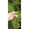 Customized Photo KeyChain